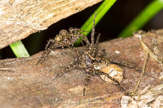 Lähikuvaus - hämähäkki. Valokuvaaja: Markus Kauppinen