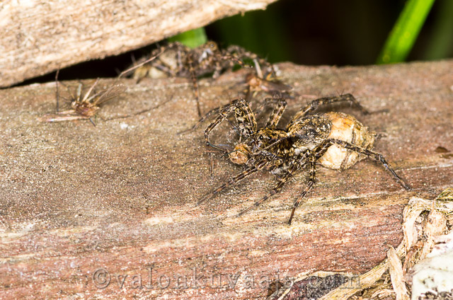Lähikuvaus - hämähäkki. Valokuvaaja: Markus Kauppinen