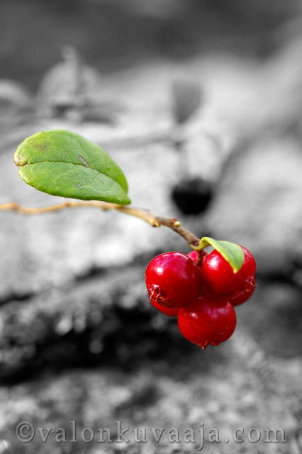 Puolukka (Vaccinium vitis-idaea). Valokuvaaja: Markus Kauppinen