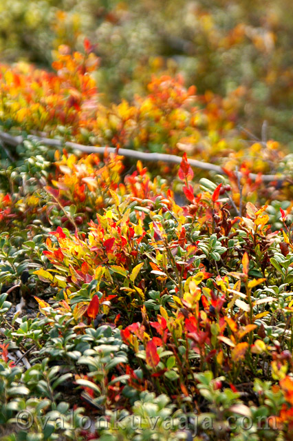 Puolukka (Vaccinium vitis-idaea). Valokuvaaja: Markus Kauppinen