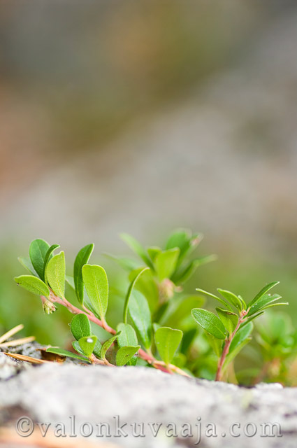 Puolukka (Vaccinium vitis-idaea). Valokuvaaja: Markus Kauppinen