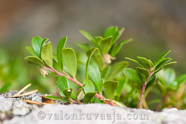 Puolukka (Vaccinium vitis-idaea). Valokuvaaja: Markus Kauppinen