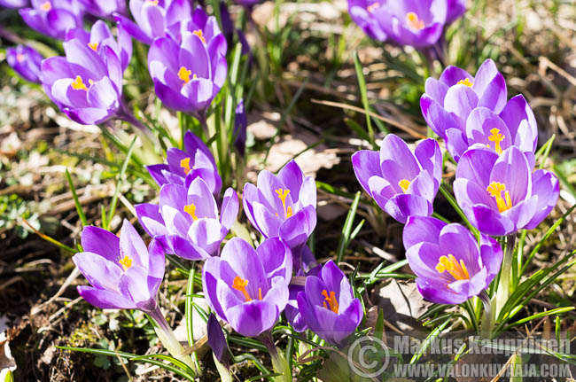 Krookukset. Kuvaaja: Markus Kauppinen