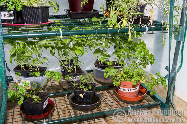 Persiljaa ja basilikaa kasvihuoneessa. Kuvaaja: Markus Kauppinen
