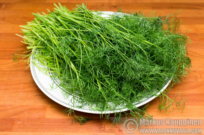 Tillisato. Valokuvaaja: Markus Kauppinen