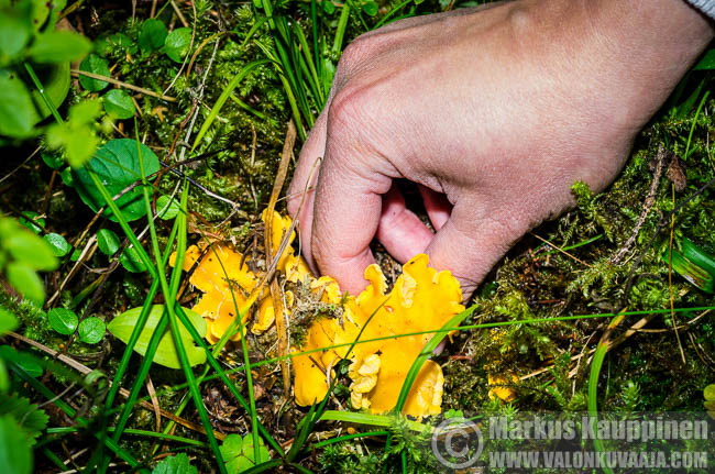 Kanttarellejä poimimassa. Valokuvaaja: Markus Kauppinen