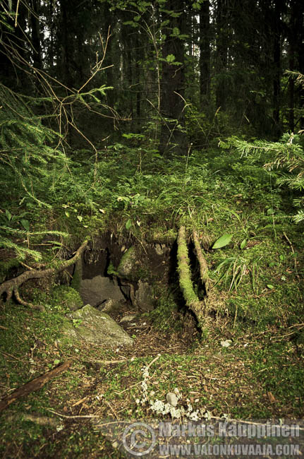 Mäyränpesäkolo. Kuvaaja: Markus Kauppinen