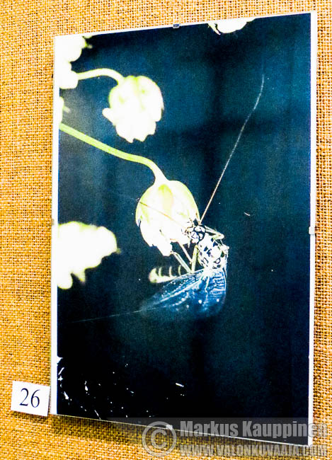 Kotokulmilta, pudonut taulu. Valokuvaaja: Markus Kauppinen